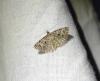 Alucita hexadactyla